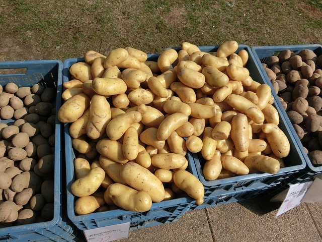 zemiaky ochránime pred pásavkou zemiakovou rozsypaním popola